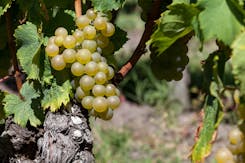 Bunch of grapes, Semillon grape variety